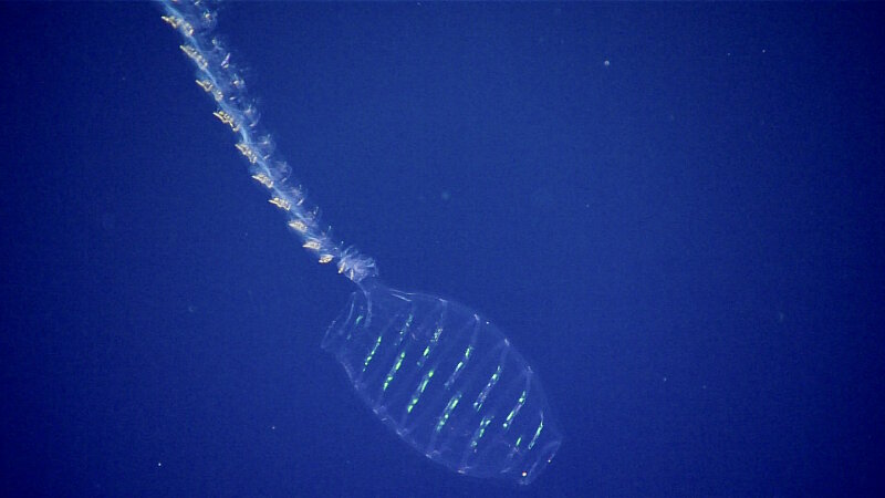 We were very excited to see this doliolid in the water column. Doliolids are a type of tunicate, related to salps and sea squirts. The “tail” trailing behind it is actually a series of clones- doliolids can reproduce through both sexual and asexual reproduction.