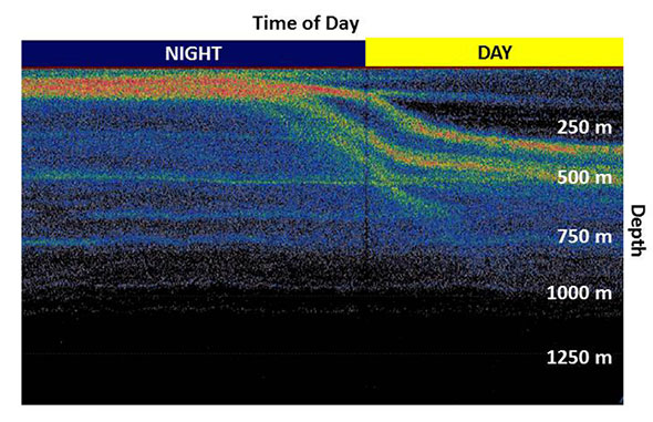 An echogram, showing acoustic backscatter. The horizontal axis is time, with the most recent recording on the righthand side of the plot. Note the layer of highest backscatter (reds and yellows) moved from the surface to over 300 m depth in the morning.