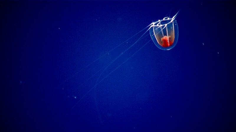 Long tentacles, like on this anthomedusa jellyfish, are used to sting and capture small prey items. Many animals in the deep pelagic have one or more long tentacles to help it capture food or particles drifting by.