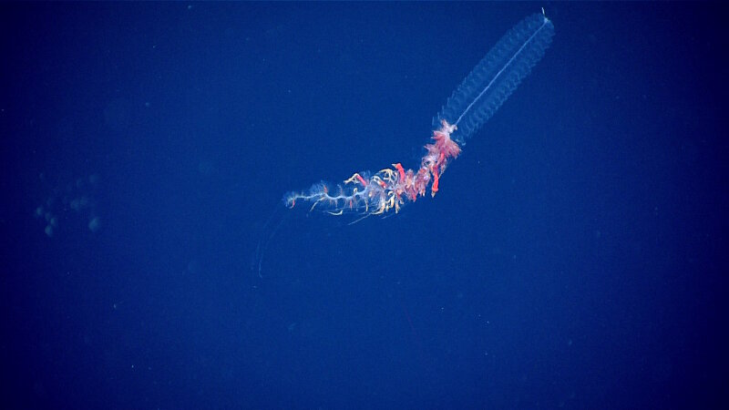A physonect siphonophore. Siphonophores are colonial relatives of jellyfish. At the top of this colony, you can see a small pneumatophore, a gas-filled float, that helps the animal stay upright. Below this are the swimming bells, individuals that help propel the colony through the water. The final section contains both reproductive and feeding individuals. 