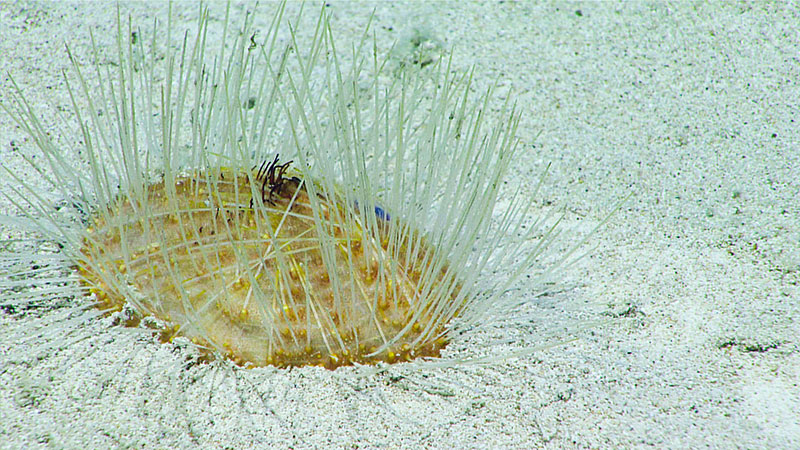A large spatangoid urchin with prominent spines was observed in conjunction with sediment traces on a large sediment bed.