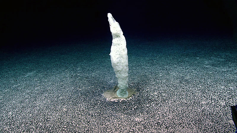 The dive started on a flat bottom of moderately large manganese nodules covering a lighter-colored sediment primarily occupied by large hexactinellid sponges approximately 0.5 to 1 meter tall.