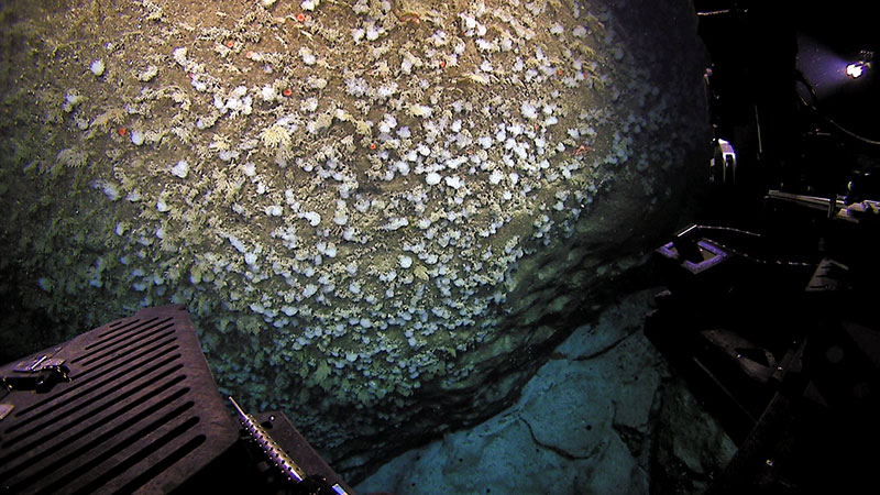 Dense bed of glass sponges (Farrea nr occa?) covering the vertical face of a large block.