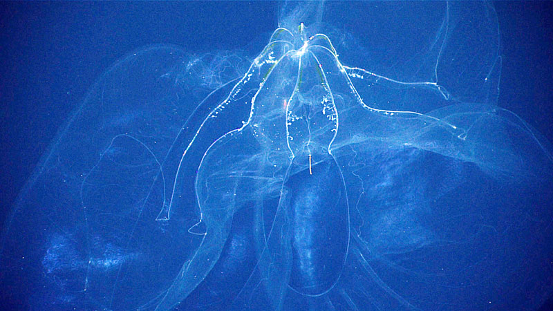 Undescribed species of comb jelly identified by Dhugal Lindsay as 'Intacta.'