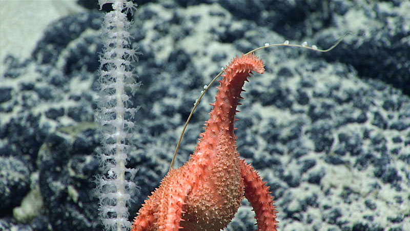 This bamboo coral (Calcaxonia, Primnoidae) has had its right side eaten by this sea star (Evoplosoma sp.) at about 1,510 meters (4,955 feet) on “Pierpoint” Seamount.