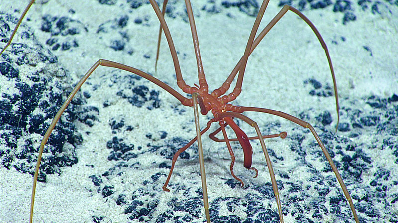 The arthropod highlight on “Pierpoint” Seamount was this large sea spider (Collossendeidae) seen at 1,495 meters (4,905 feet).