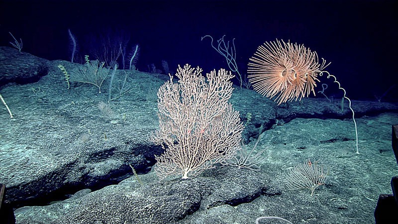 Octocorals dominated the benthos at East “Wetmore” Seamount and included the stunning Iridogorgia and bamboo coral in the foreground. 