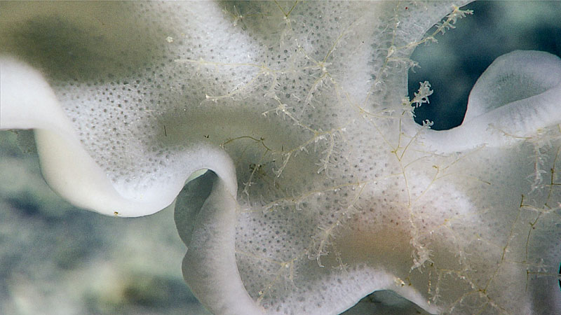 This Hexactinellid glass sponge was found at approximately 2,065 meters (~6,775 feet) with an associated undescribed species of Antipathes black coral.