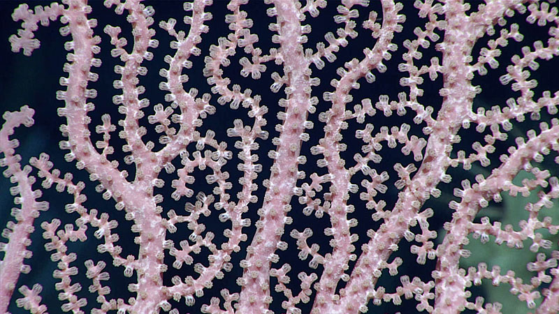 This pink precious Hemicorallium in the family Coralliidae, found at ~2,400 meters (~7,875 feet), had most of its tentacles drawn in.