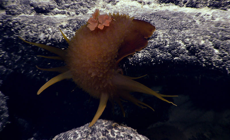 Probably the most unusual animal on today’s dive was a large (10.0 centimeters in length) brown nudibranch in the genus Bathydoris. Opisthobranchs are seldom observed from abyssal depth, making this a very unusual occurrence.