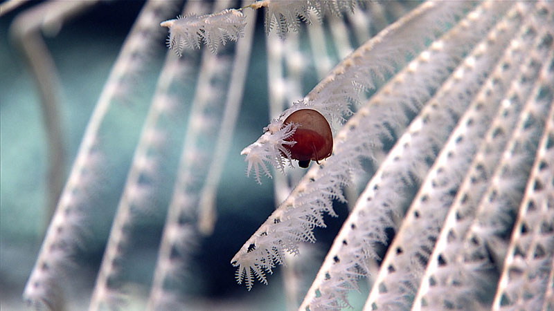 One notable cnidarian on this dive, the hydrozoan jellyfish Aegina, is a small medusae which feeds on the polyps of bamboo corals.