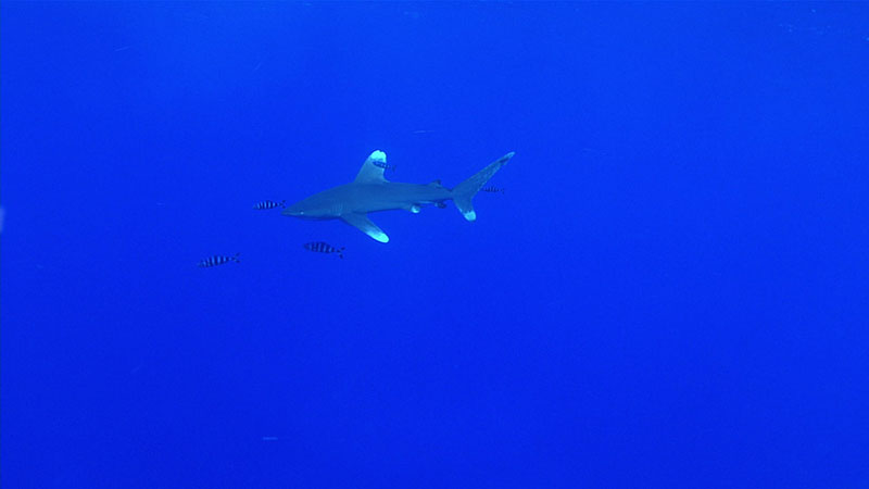 As the vehicles arrived back at the surface after the final dive of the expedition, viewers were treated to the sight of an oceanic whitetip shark.
