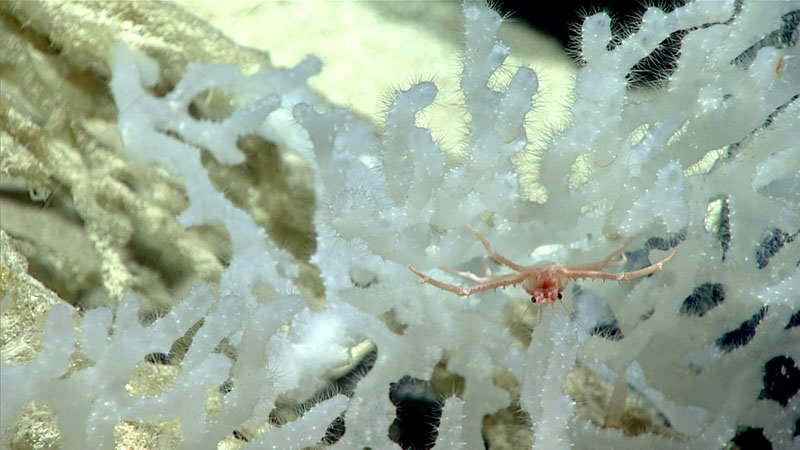 Tubular sponge collected during Dive 06 of the current expedition.
