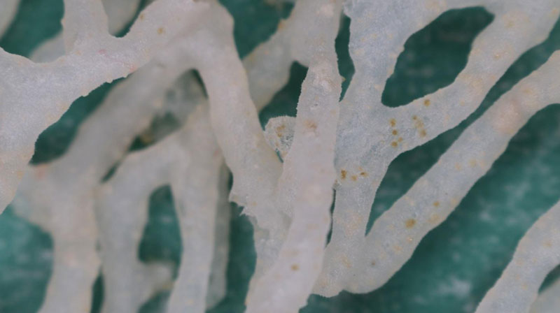 Close-up of the tubular sponge showing the retracted polyps of a commensal cnidarian (yellow spots in branches).