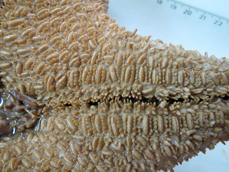 Clam shaped structures are pedicellariae. Close-up from a museum specimen.