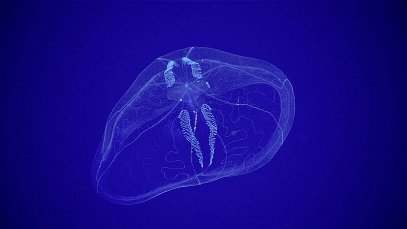 This ctenophore, or comb jelly, belongs to the genus Thalassocalyce.