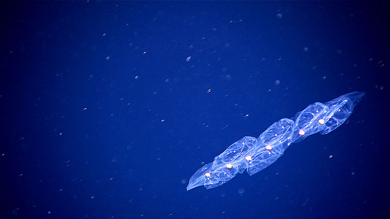 The rounded, pigmented guts of these salps are clearly visible in the individual salps in this chain.