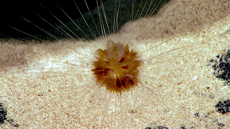 This dandelion siphonophore is the first we observed on this expedition. Found at approximately 2,530 meters (8,300 feet) depth, we were able to see the feeding tentacles extended around the animal like a spider web as well as the pulsating nectophores, found just below and around the “float,” which helped to keep the central body suspended.