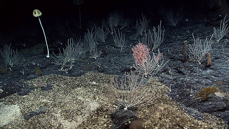 A high-density coral community from Pioneer Bank in the Papahānaumokuākea Marine National Monument. We expect to observe similar communities in the Musicians Seamounts. Photo courtesy of Hawaii Undersea Research Laboratory.