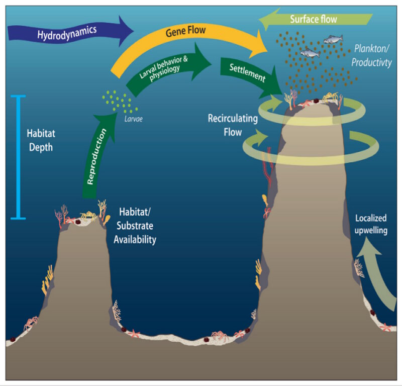A representation of potential physical (current and depth) and biological (reproduction, larval behavior, settlement) forces that may influence dispersal, colonization, and genetic connectivity among deep-sea coral populations.