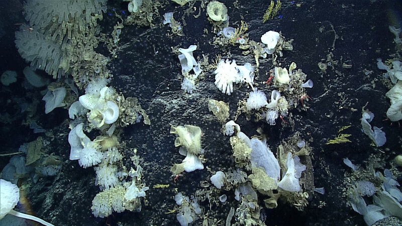 A high-density coral community from Pioneer Bank in Papahānaumokuākea Marine National Monument.