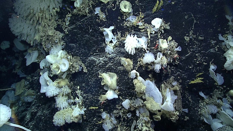 High-density coral community in Papahānaumokuākea Marine National Monument.