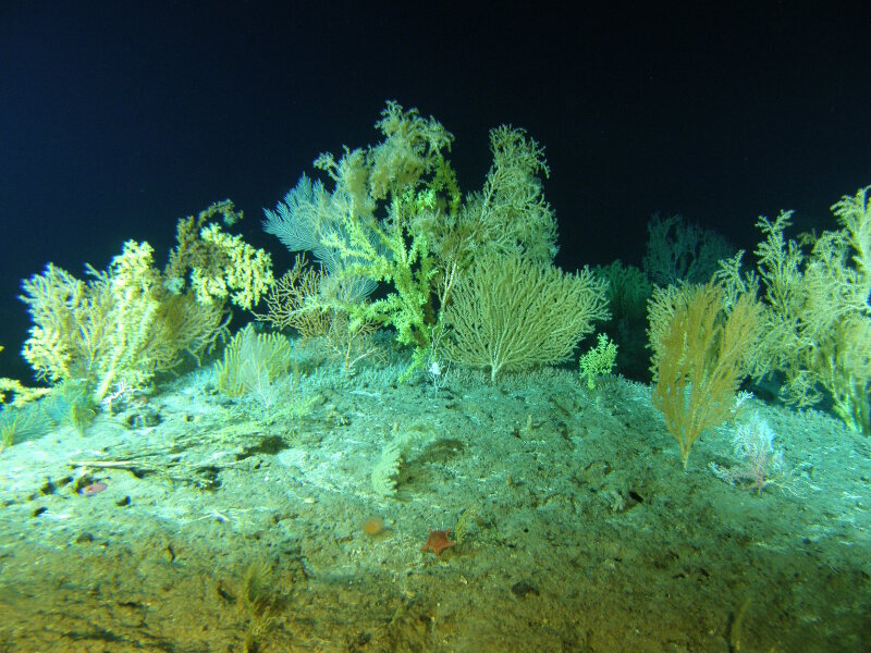 High-density coral community from Keahole Point on the Island of Hawaii in the Main Hawaiian Islands.