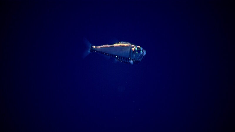 This hatchetfish was spotted in the water column at a depth of 500 meters during midwater transects.