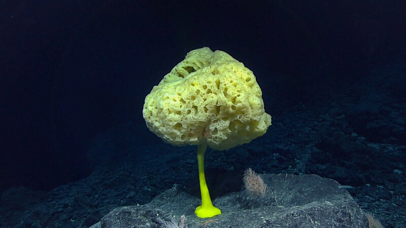 This vibrant yellow glass sponge (Bolosoma sp.) was observed at a depth of 2,479 meters while exploring Sibelius Seamount.