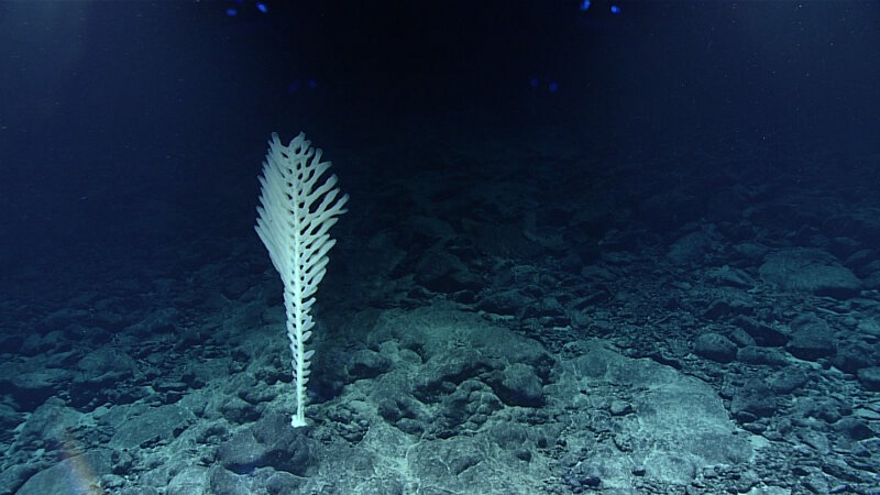 Glass sponge observed at 2,730 meters while diving at Gounod Seamount.