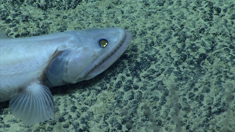 This deep-sea lizardfish was observed close to the shallow edge of the species depth range.