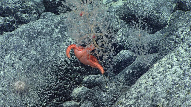 Our science team is always excited about acts of predation when exploring the deep sea! Aside from learning more about the behaviors and associations of the organisms observed, these sorts of predation events were rarely documented prior to the beginning of NOAA’s Campaign to Address Pacific monument Science, Technology, and Ocean NEeds (CAPSTONE) in 2015.