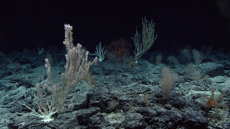 Dive 08 revealed another high-density deep-sea coral community at Wagner Seamount.