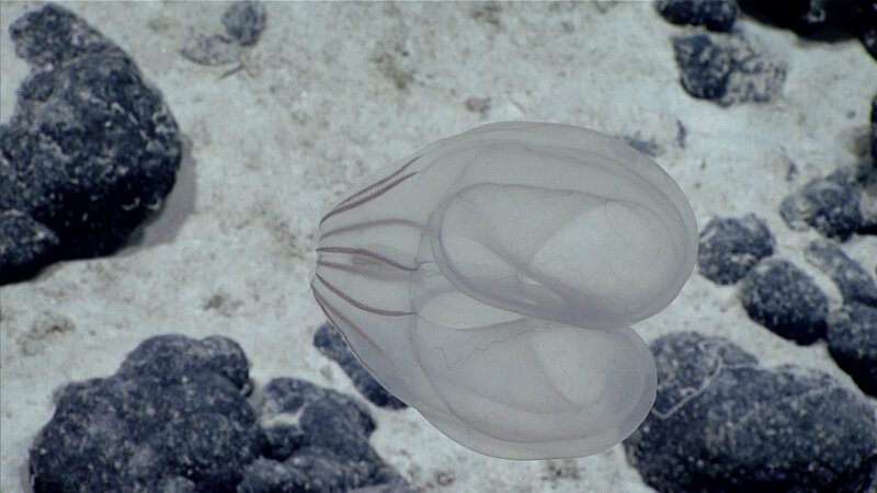 This ctenophore may be new to science as it is an undescribed species and in an undescribed family.