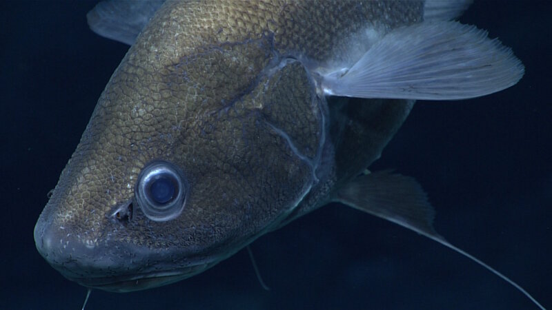 Rattail fish observed while exploring Shostakovich Seamount.