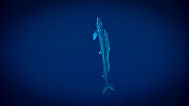 Lancetfish observed during midwater transects on Dive 11 near Mahler Seamount.