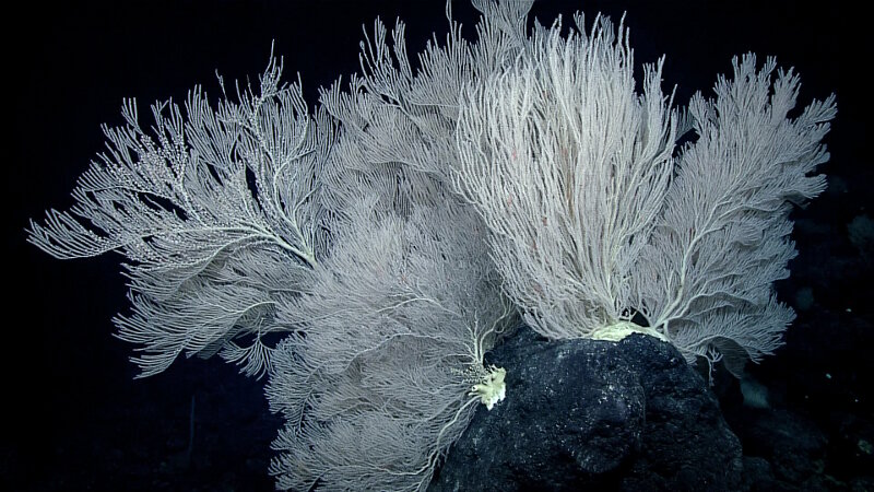 Large Primnoid colonies colonize a rocky outcrop at Paganini Seamount.