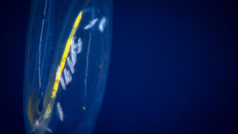 The science team observed a number of amphipods (small white objects) feeding on a salp’s insides (yellow) while exploring the water column on September 19, 2017. 