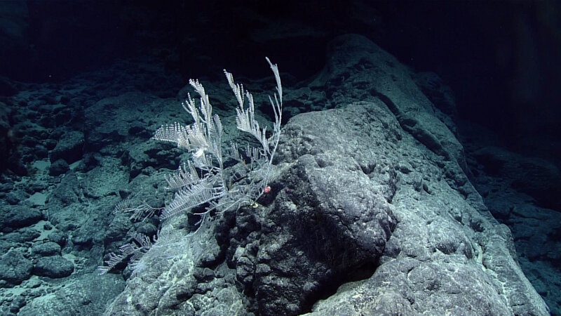 Pleurogorgia militaris chrysogorgid coral on massive pillow flow outcrop at a depth of 2,527 meters (8,290 feet) on Liszt Seamount..