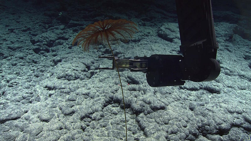 ROV Deep Discoverer’s manipulator arm collecting a stalked crinoid while diving at Liszt Seamount.
