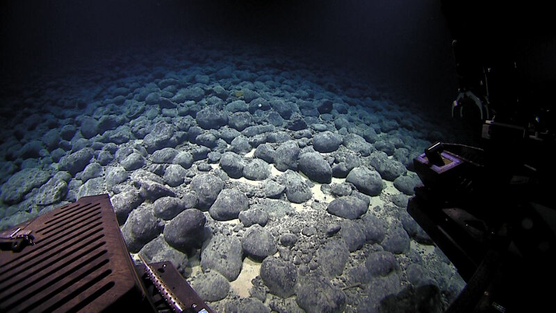 The geology highlight of the dive at Mozart Seamount was a field of nearly spherical intact “pillow balls” at approxiamtely 3,765 meters.