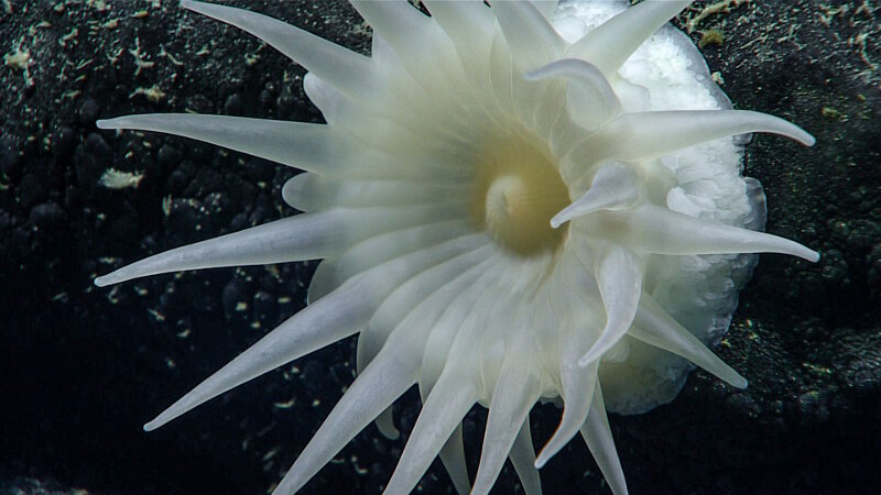 Anemone observed while diving at Mozart Seamount on September 21, 2017.