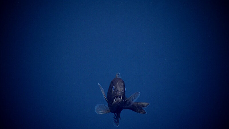 An exciting observation during today’s midwater transects, this fangtooth fish was seen at 800 meters.