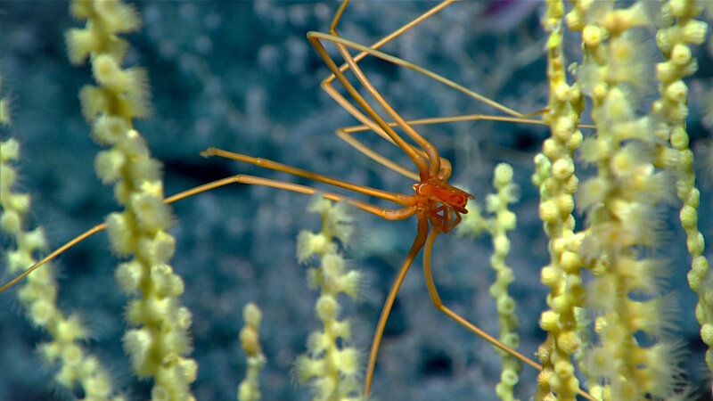 This sea spider was observed at about 1,675 meters (5,495 feet) depth on a bamboo coral that has been colonized by yellow parazoanthids.