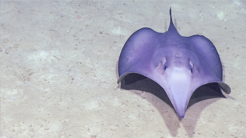 An unusual observation of a six-gilled stingray, Hexatrygon bickelli.