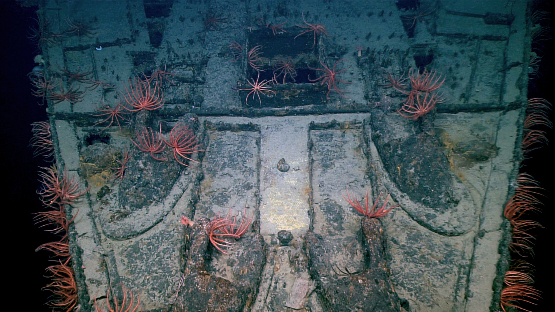This view of the USS Baltimore foredeck shows the forecastle and upper hull strakes have been removed, likely to aid the scuttling of the ship. As in this photo, brisingid sea stars dominated much of the available surface on the ship.