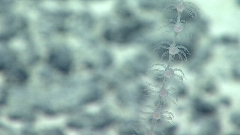 This Primnoid coral was observed at a depth of ~3,280 meters while diving on “Beach Ridge.”