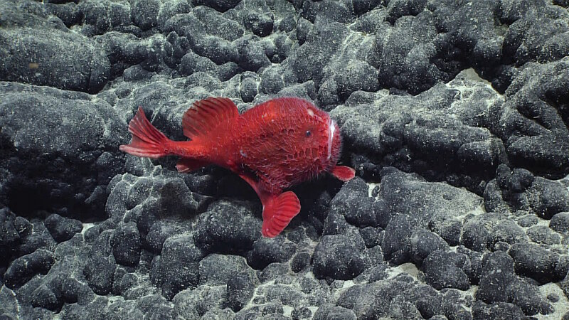 This chanux, a type of anglerfish, was observed at a depth of approximately 3,148 meters (1.96 miles). Scientists observed this was an unusual find due to the bright red color and ciri on the fish’s body.