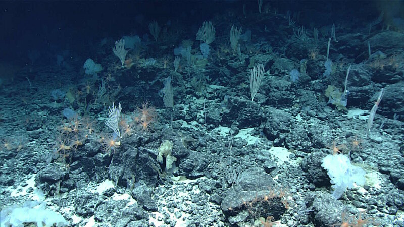 This high-density coral and sponge community was observed at a depth of ~2,300 meters on Beethoven Ridge.