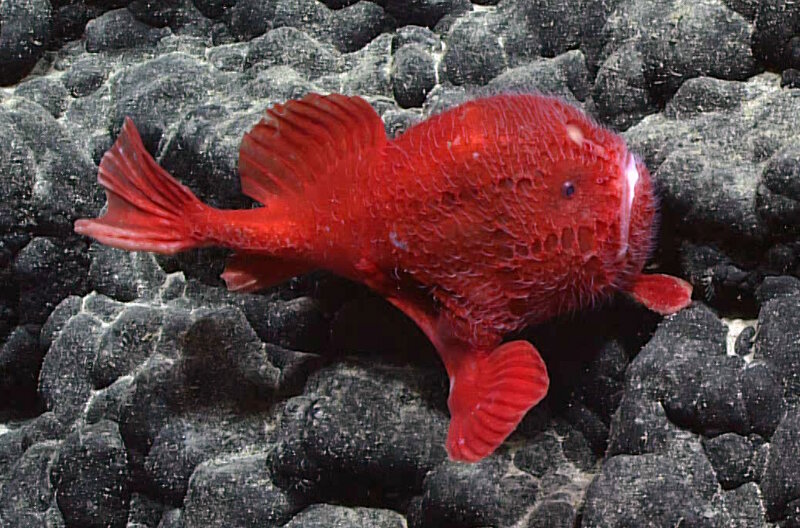 The Mysterious Identity of the Bright-Red Sea Toad